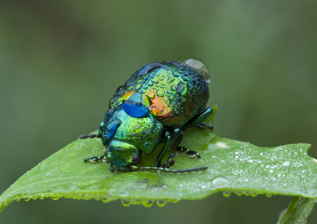 Chrysolina graminis